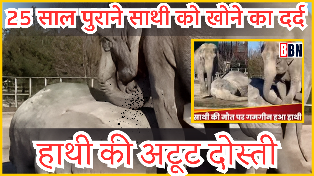 हाथी की अटूट दोस्ती: 25 साल पुराने साथी को खोने का दर्द